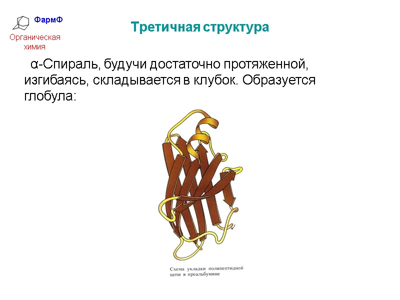 ФармФ  Органическая химия Третичная структура    α-Спираль, будучи достаточно протяженной, изгибаясь,